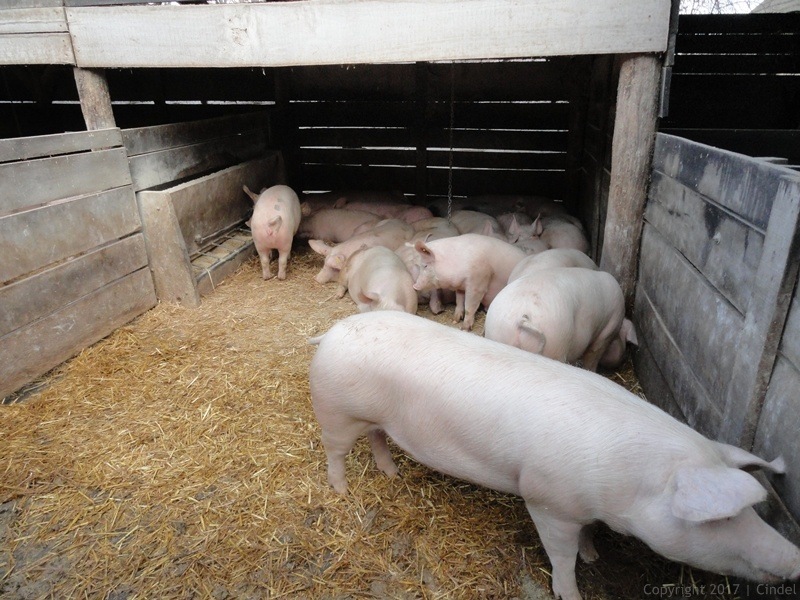 Cindel | Uzgajanje svinja